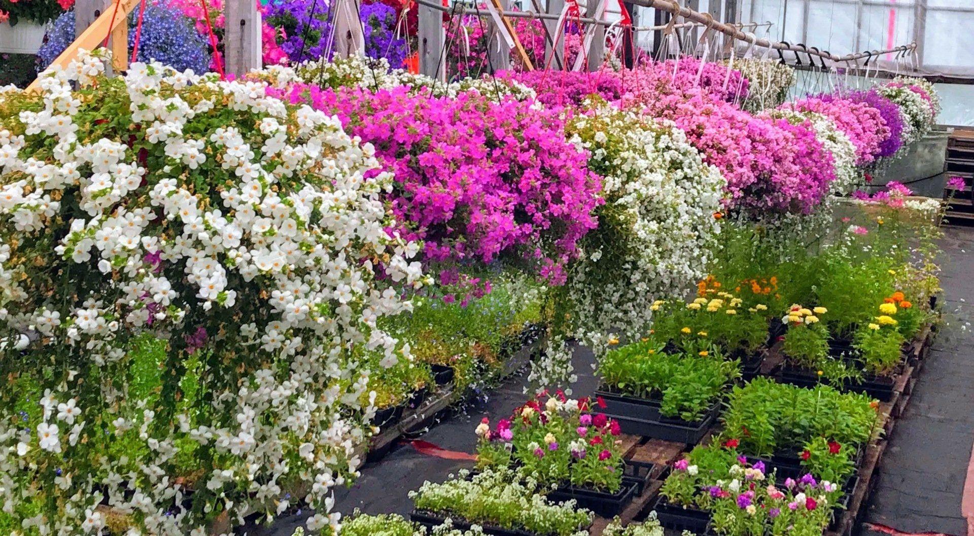 Des rangées de fleurs suspendues colorées dans une serre, comprenant des fleurs blanches, roses et violettes.