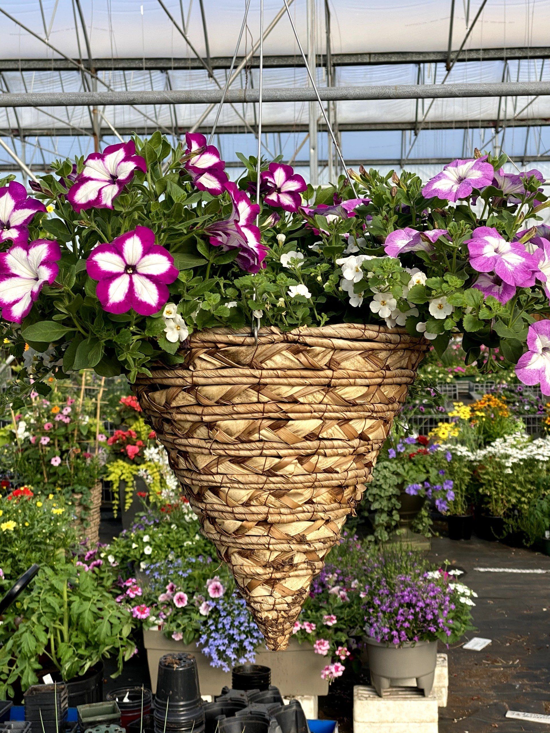 Panier suspendu débordant de pétunias violets et blancs, dans une serre.