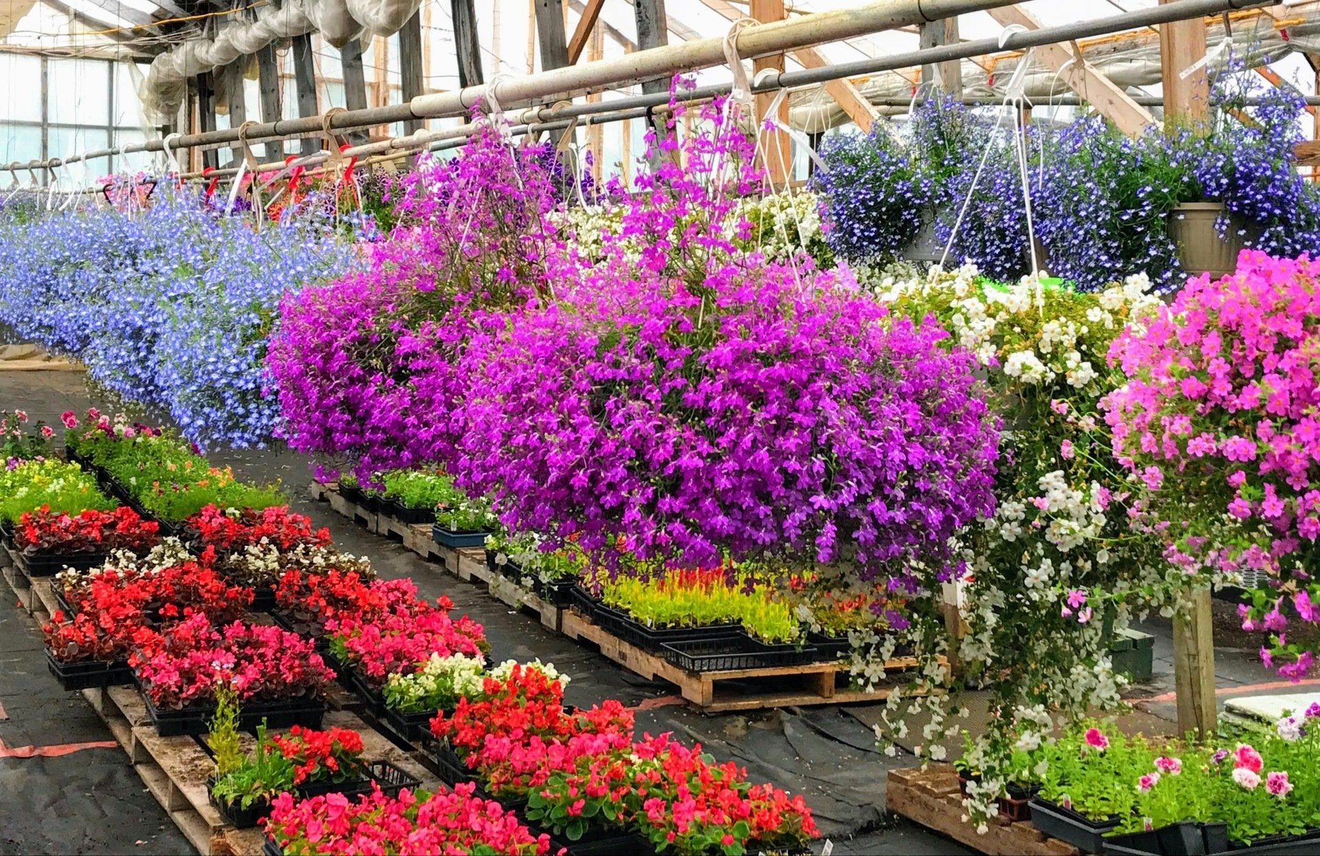 Serre remplie de rangées de plantes à fleurs colorées, notamment des paniers suspendus de fleurs violettes et bleues.