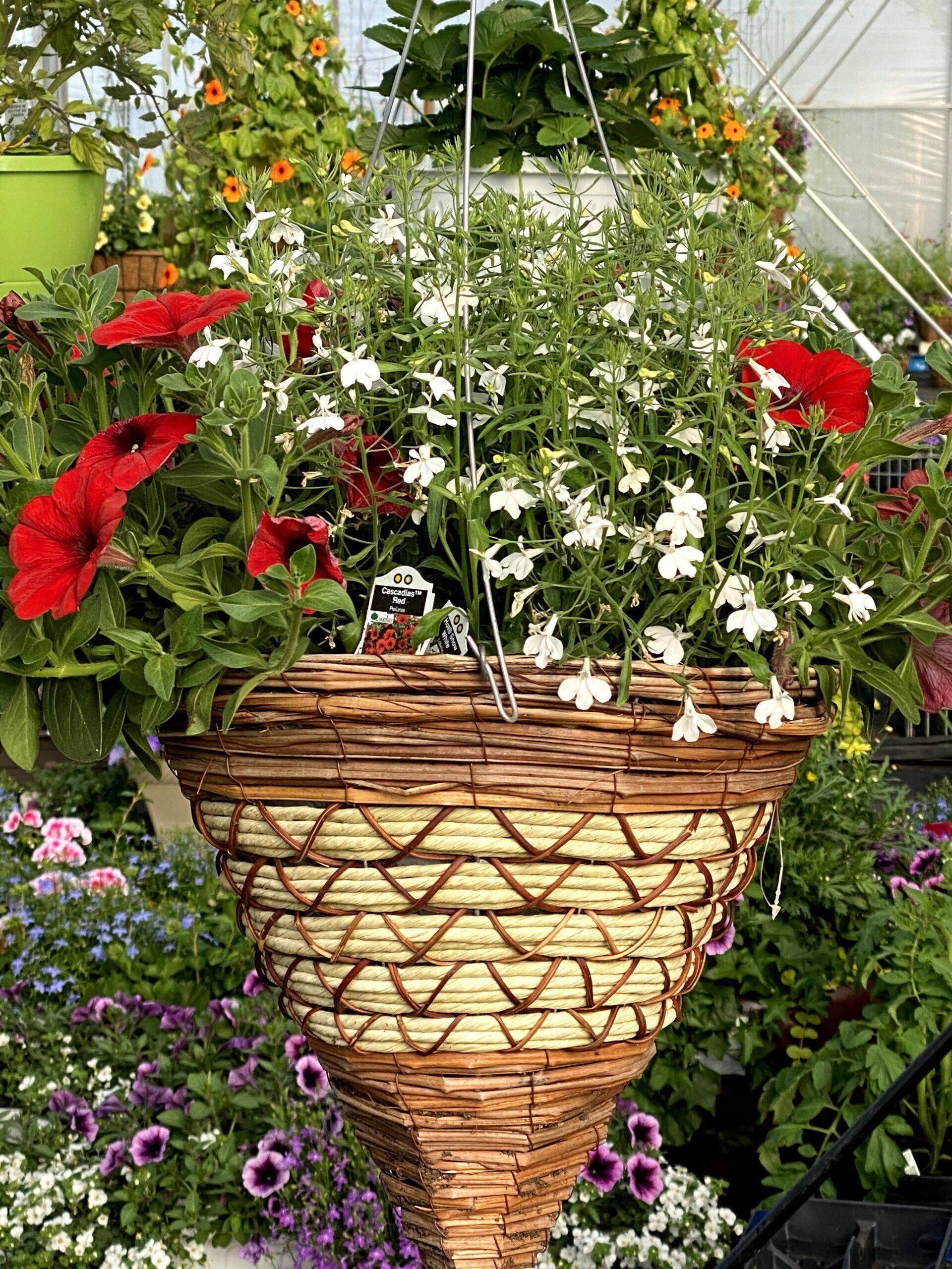 Panier suspendu débordant de fleurs blanches et rouges ; exposé dans un jardin.