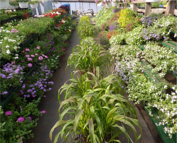 Des rangées de fleurs et de plantes colorées dans une serre, sous une lumière vive.