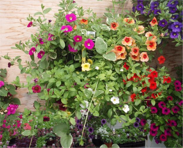 Des pétunias aux couleurs vives retombent en cascade d'un panier suspendu contre un mur en bois clair.