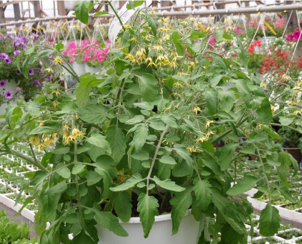 Plant de tomate en pot blanc à fleurs jaunes, dans une serre avec des plantes suspendues.