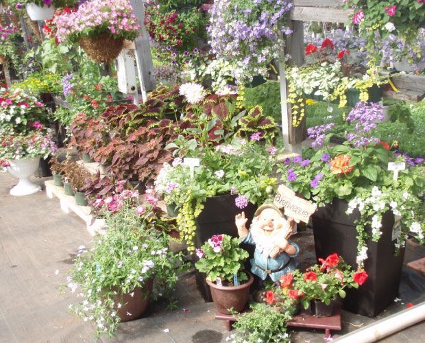 Un étalage floral coloré dans une jardinerie, avec des paniers suspendus, des plantes en pot et une statue de gnome.