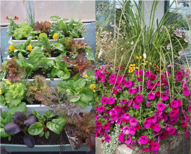 Jardinière à étages avec de la laitue, et un pot de fleurs avec des pétunias violets et de hautes herbes.