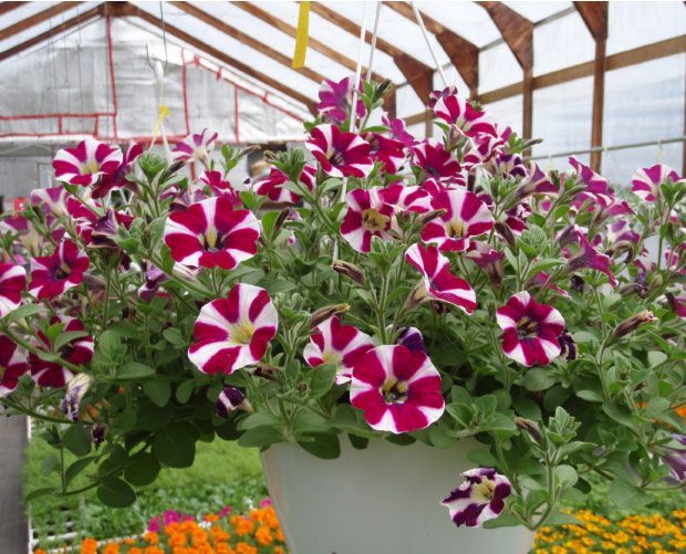 Panier suspendu débordant de pétunias à rayures violettes et blanches dans une serre.