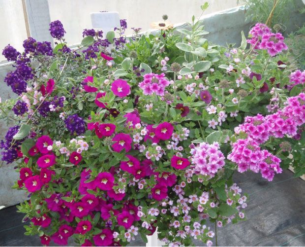 Un panier suspendu débordant de fleurs roses, violettes et blanches de toutes sortes.