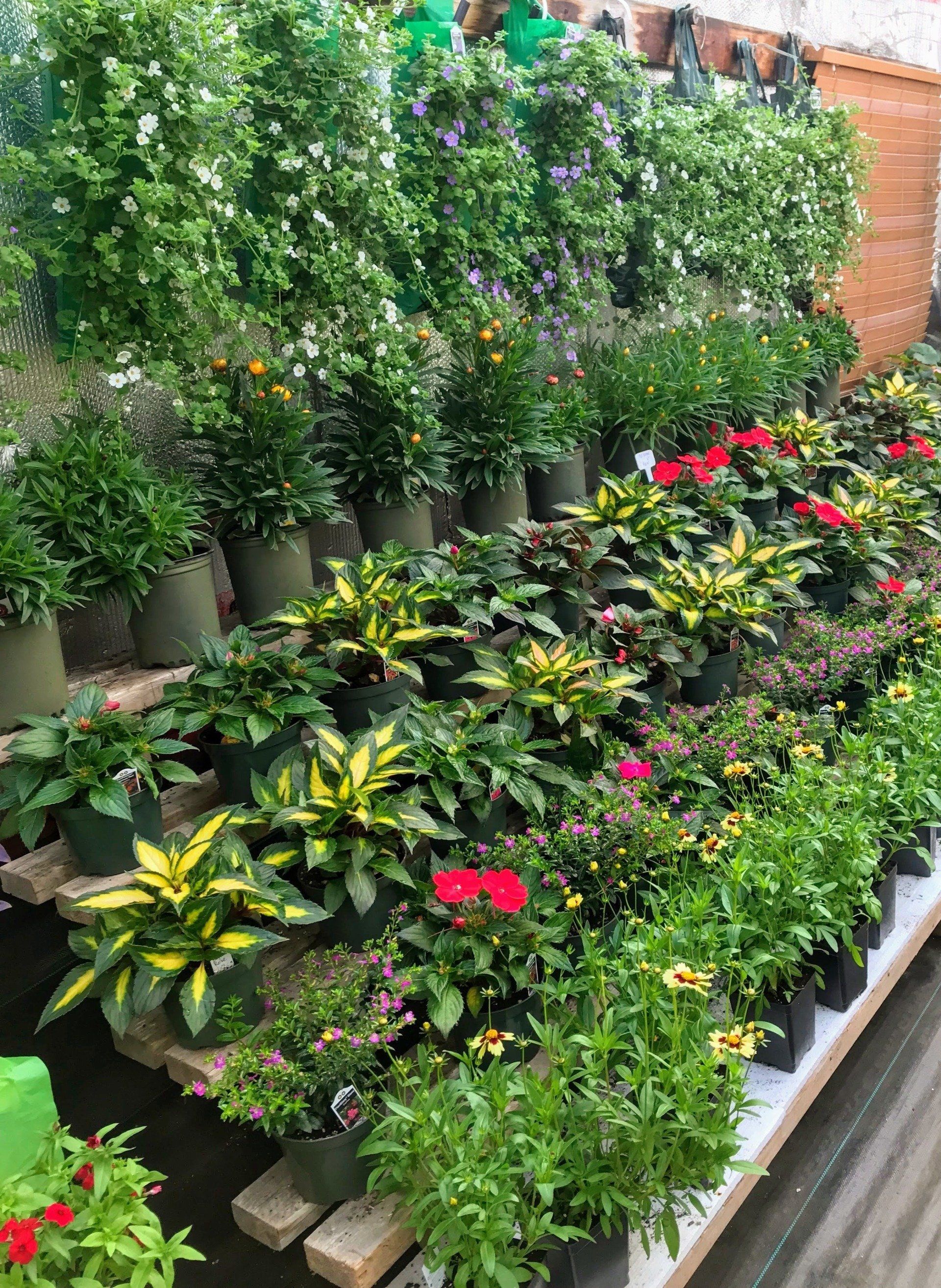 Diverses plantes et fleurs en pot sont à vendre dans une serre.