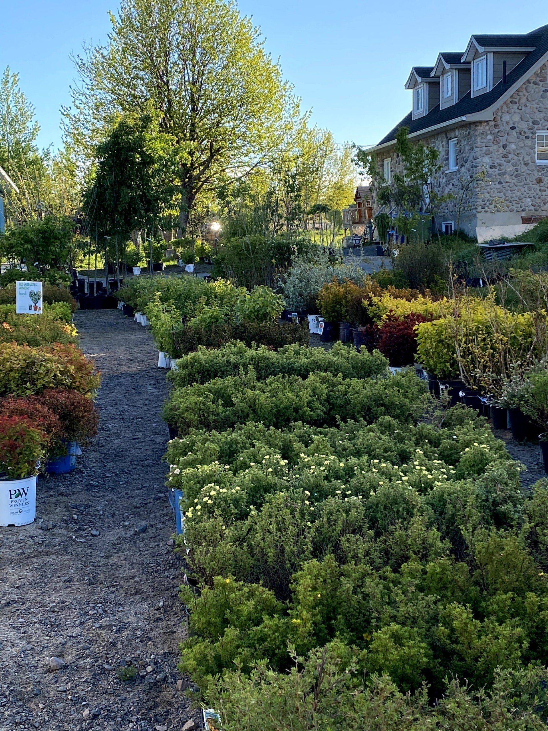 Des rangées de plantes vertes en pot dans une jardinerie, avec un bâtiment en pierre et un ciel ensoleillé en arrière-plan.