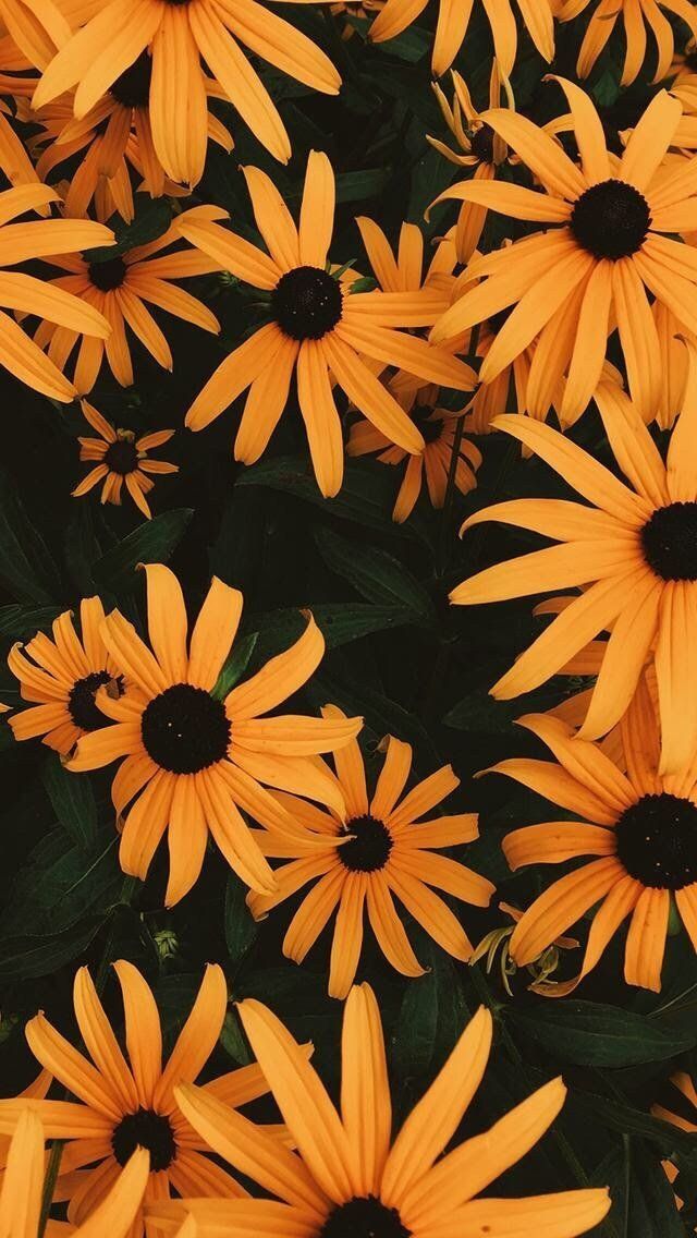 Fleurs de rudbeckie jaune sur fond vert foncé.