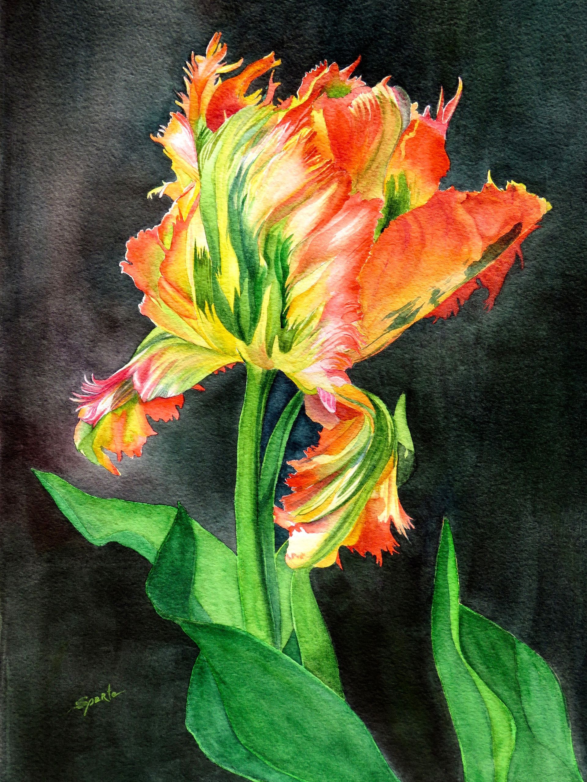 Single Parrot Ttulip with striking yellow and orange petals with green foliage against a dark background.