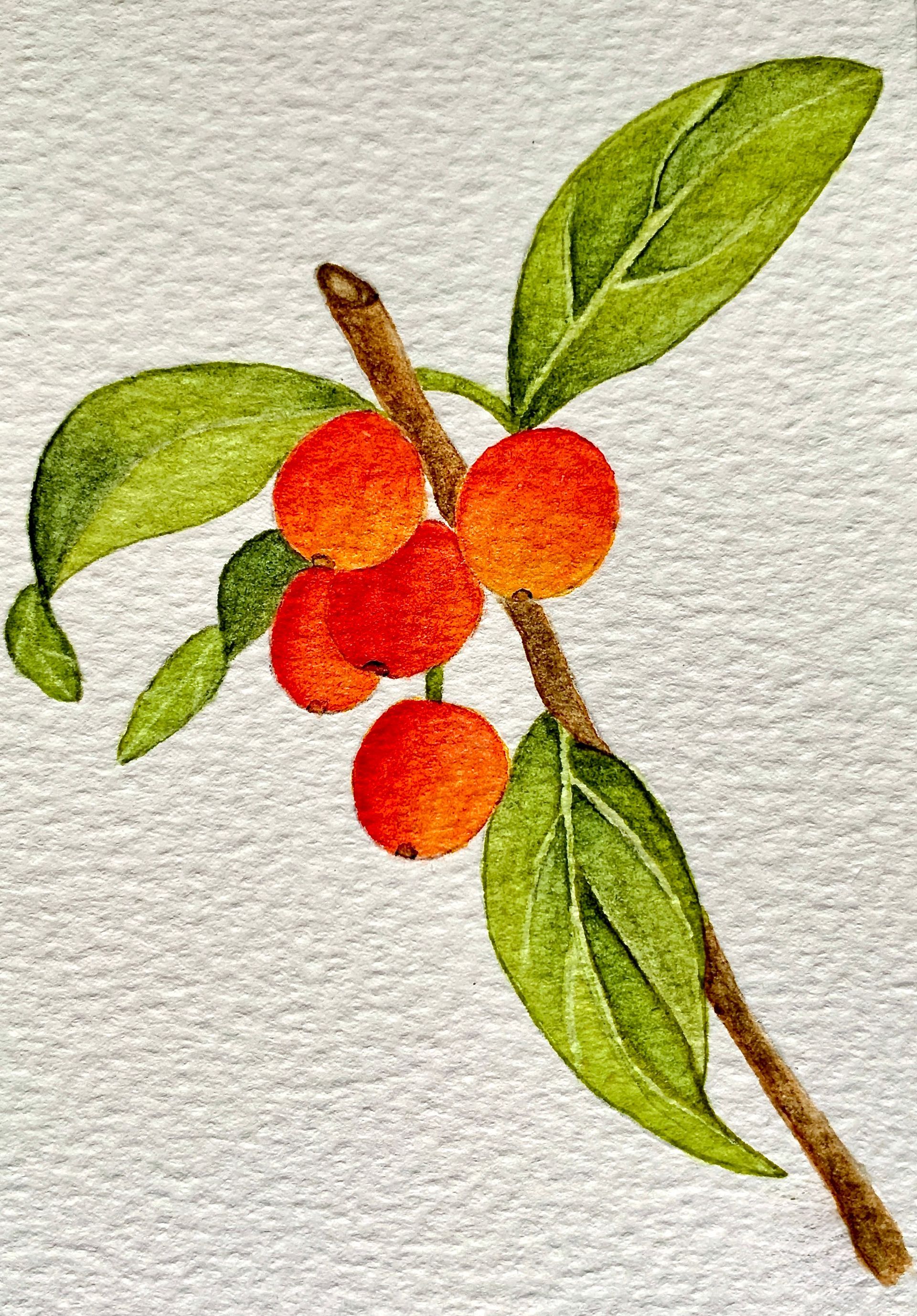 Branch with orange berries and green leaves on white background.