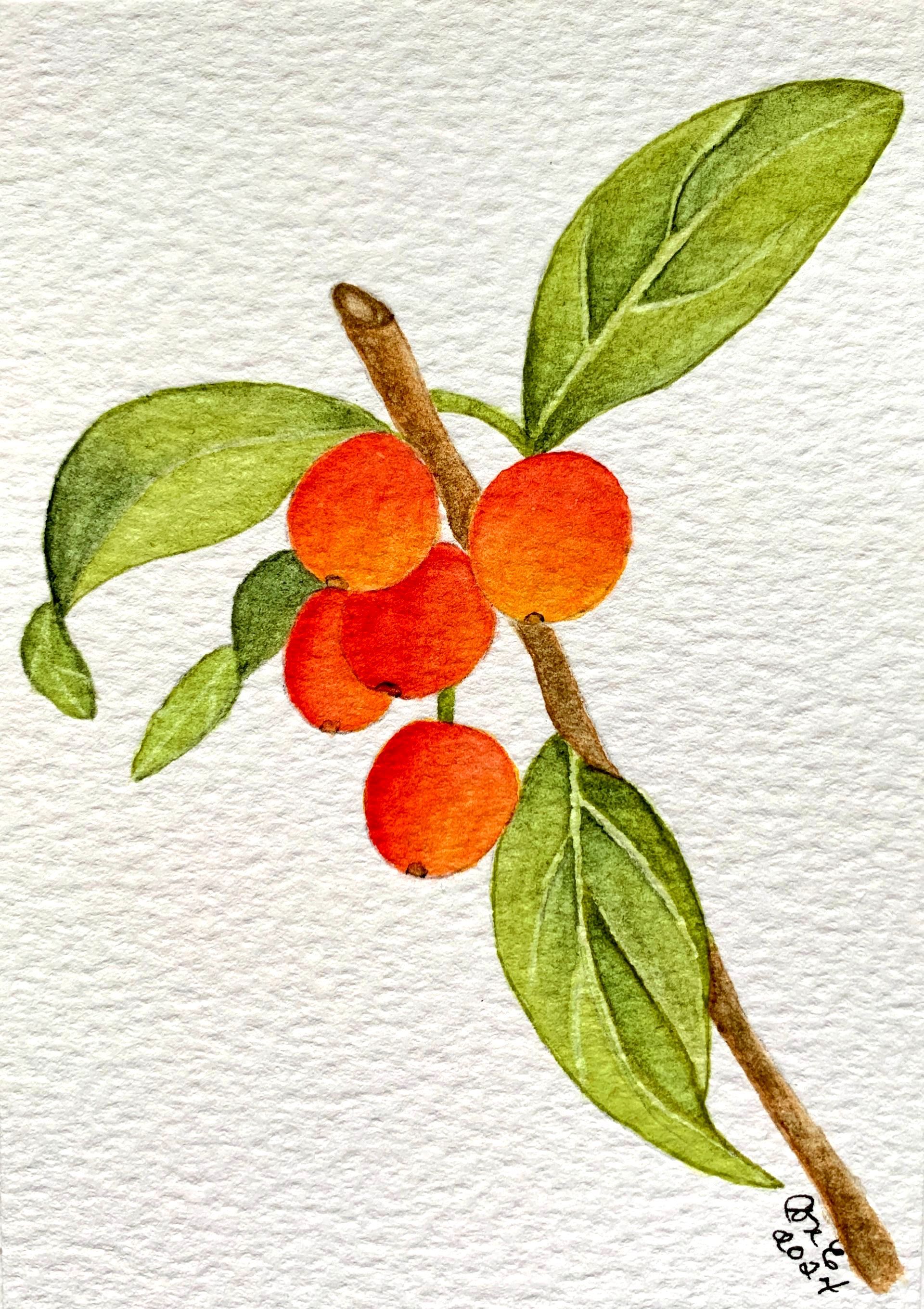 Branch with orange berries and green leaves on white background.