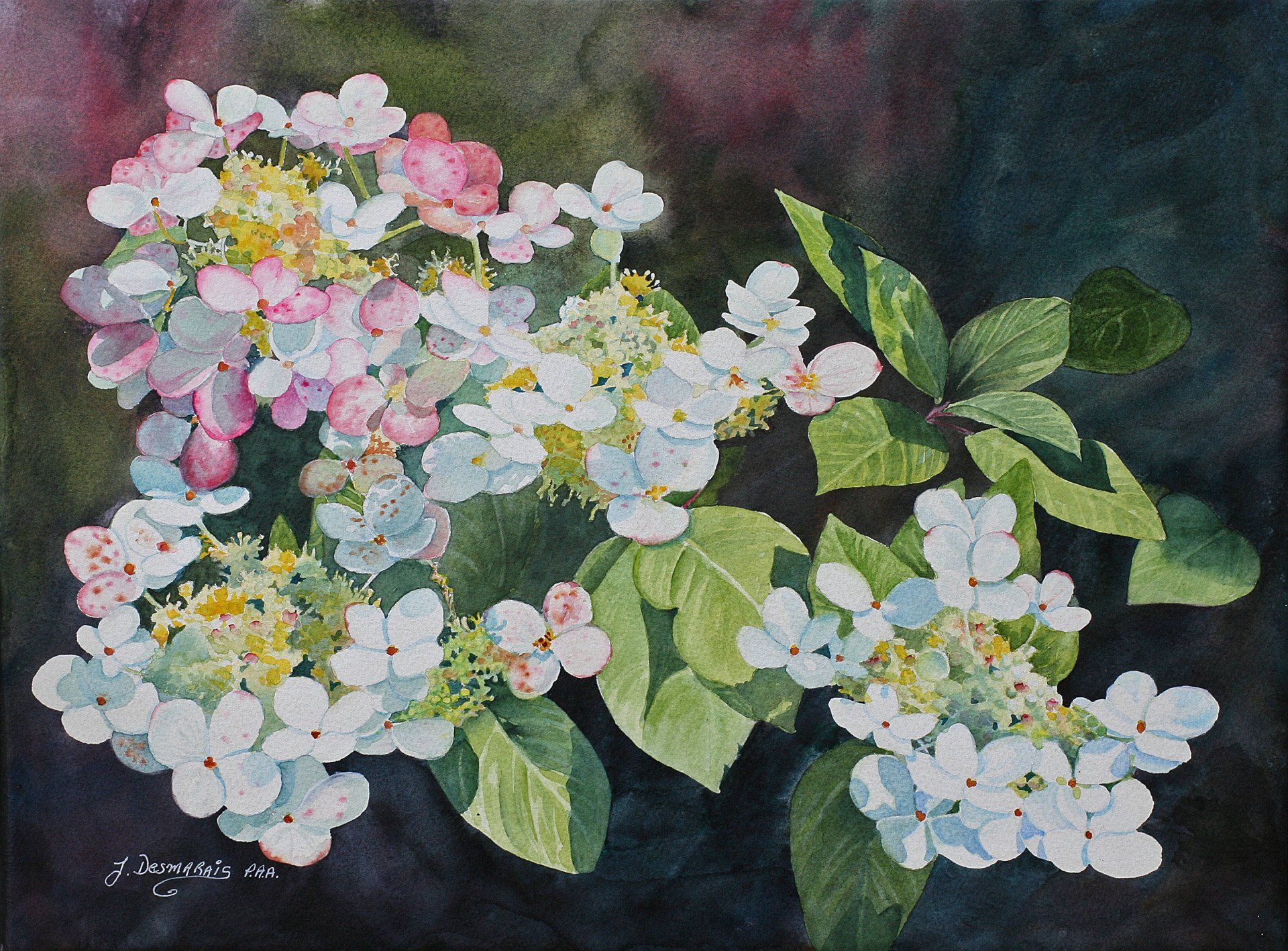 White, pink, and pale blue hydrangea blossoms with green leaves against a dark background.