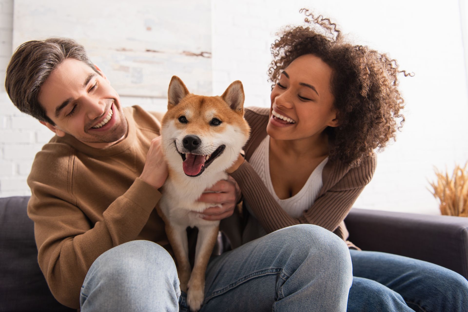 Couple smiling, petting Shiba Inu dog on a couch. The dog has its tongue out, appearing happy.