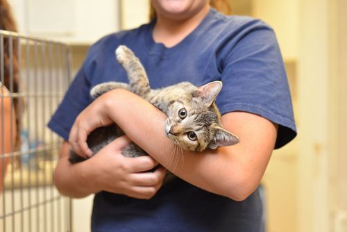 A woman in a blue scrub is holding a kitten in her arms.