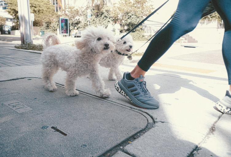 Two small, white fluffy dogs on leashes walk on a sidewalk alongside a person wearing blue leggings and gray sneakers.