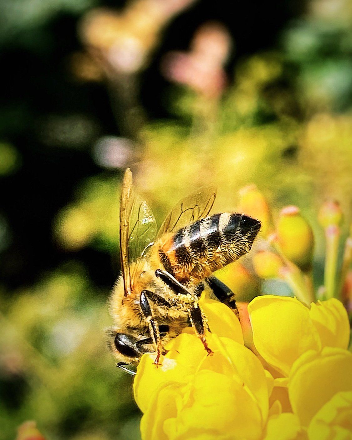 Bee on Flower Gavin Lendon Sustainology UK