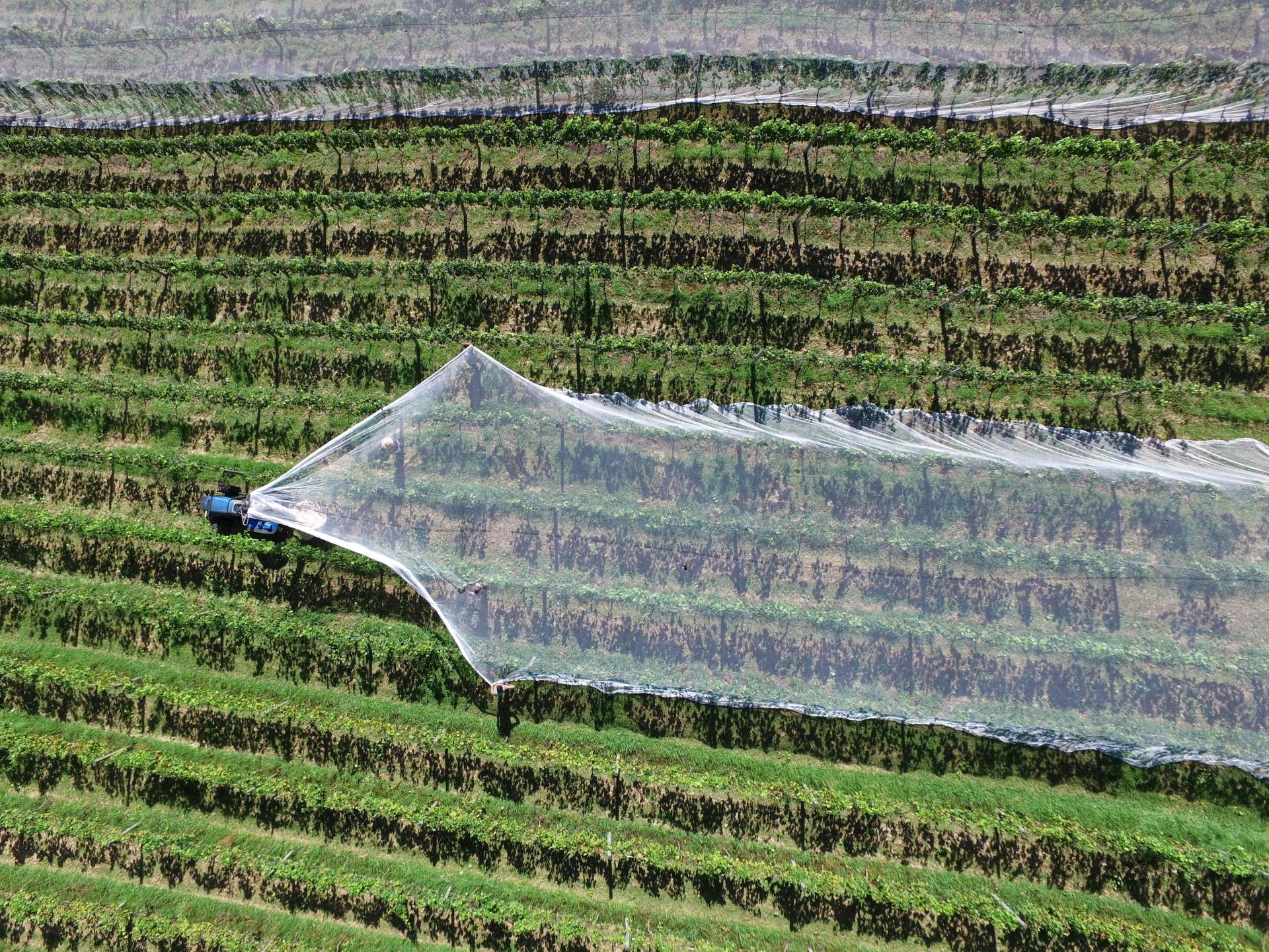 An aerial view of a person holding a net over a field of plants.