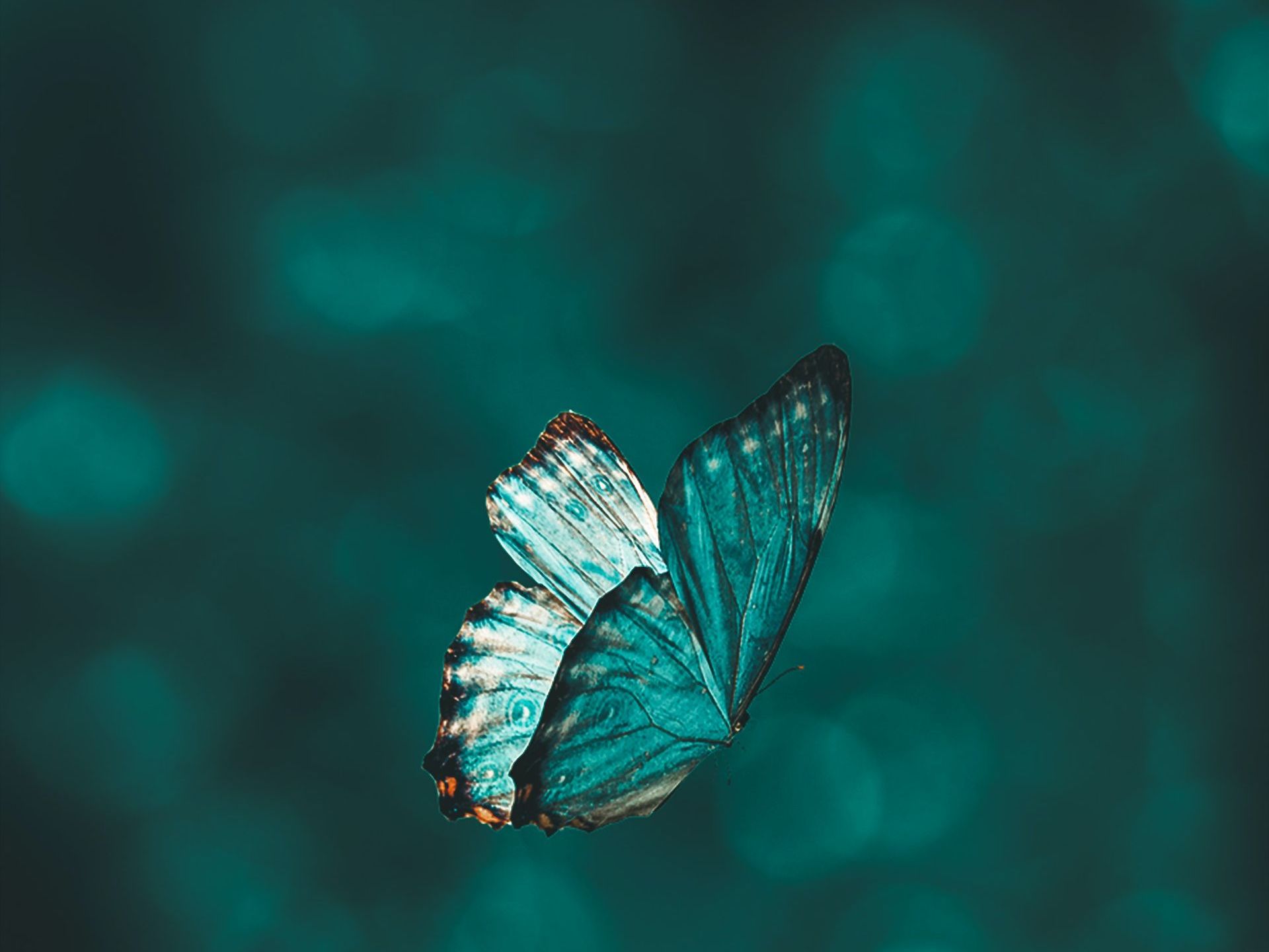 Caerus Butterfly image