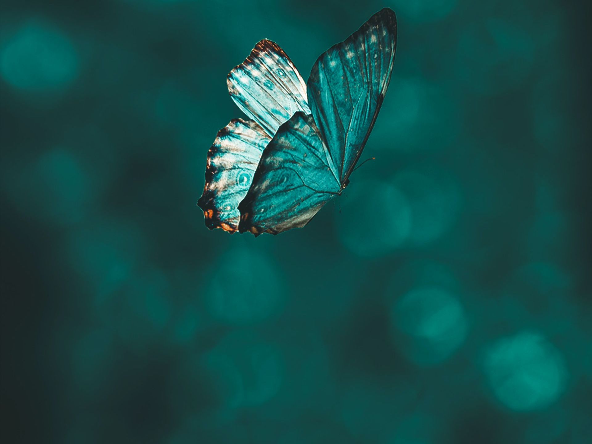 Caerus butterfly image