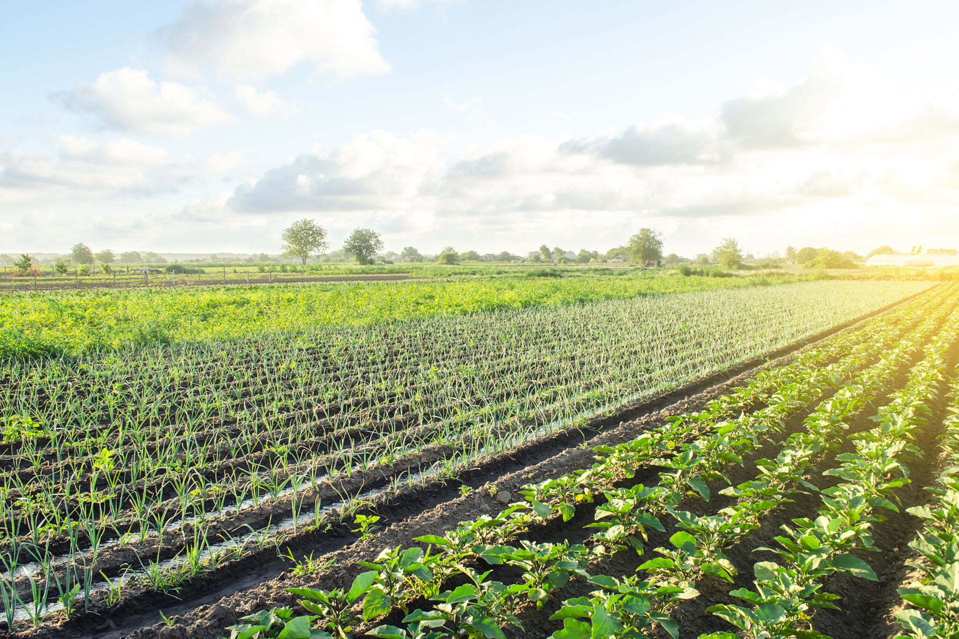 Customer success no agro
