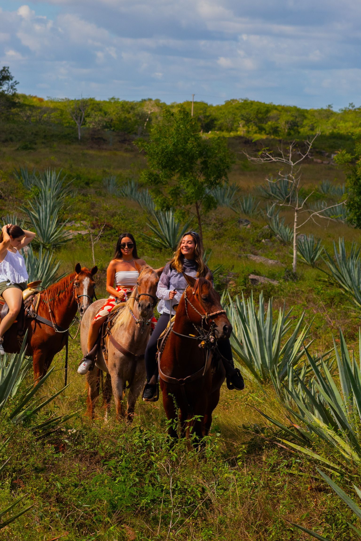 tous mérida yucatán