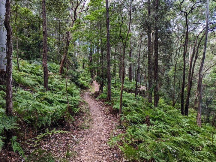 A Lush Forest Filled With Tall Trees — Marshall Notaras Hardwoods Pty Ltd In Grafton, NSW