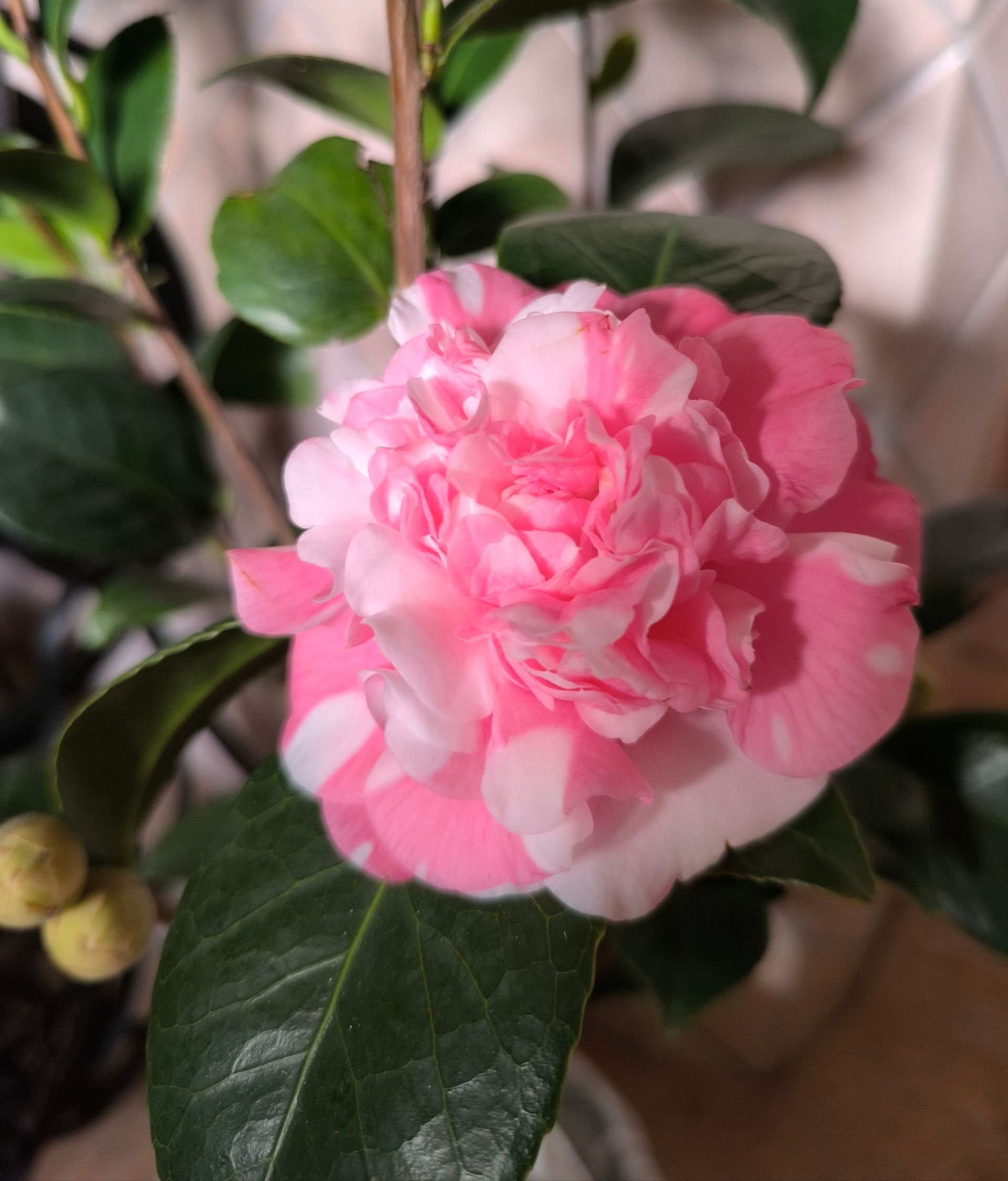 Un primo piano di un fiore rosa e bianco su una pianta.
