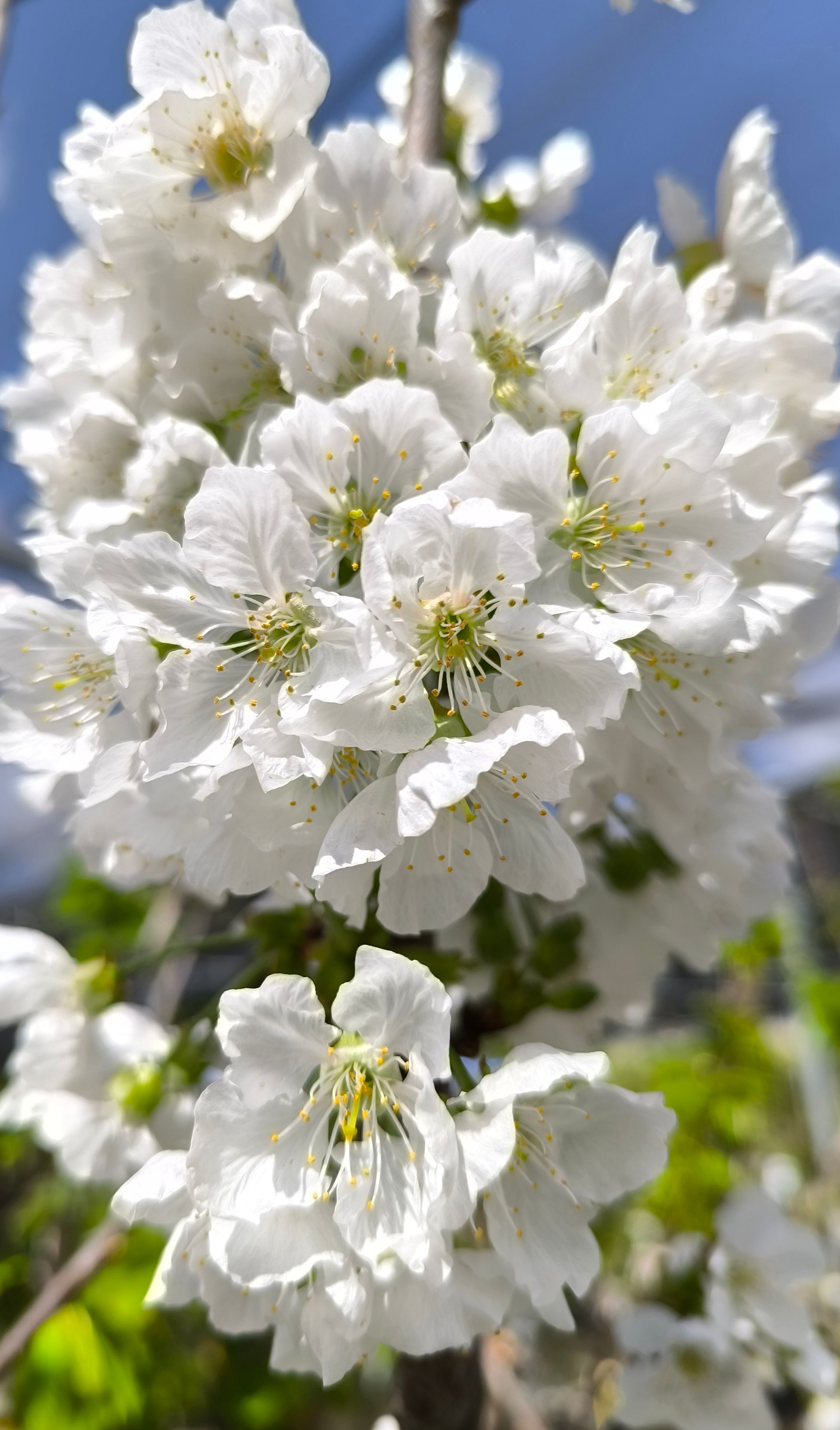 fiori bianchi su un ramo di un albero.