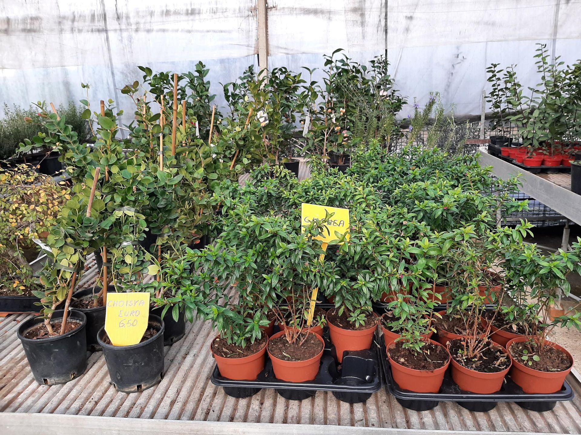 varie piante nei vasetti