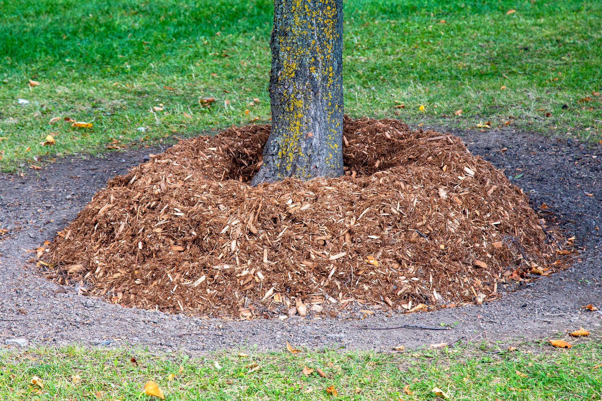 A tree is surrounded by a pile of mulch.