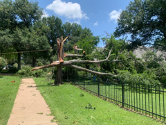 A tree that has been knocked over by a storm in a park.