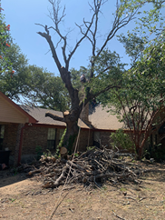 A tree that has been cut down in front of a house.