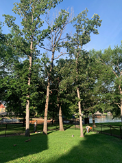 A group of trees in a park with a person standing in the grass.
