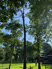 A man is climbing a tree in a park.