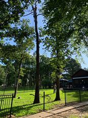 A fenced in yard with trees and a house in the background.