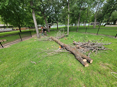 A large log is laying on the grass in a park.