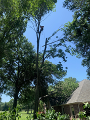 A man is climbing a tree in front of a house.