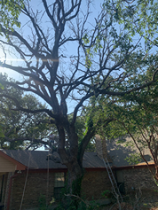 A large tree without leaves is in front of a house.