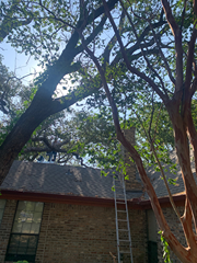 A ladder is sitting on the roof of a house next to a tree.