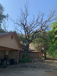 A man is climbing a tree in front of a house.