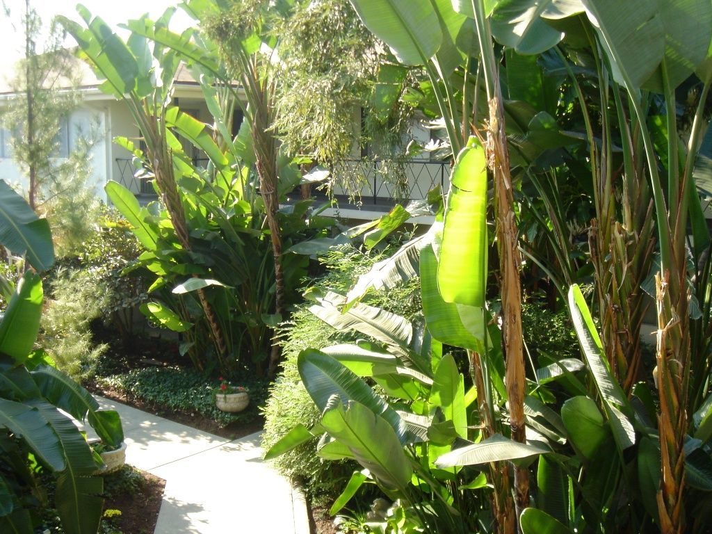 A pathway leads through a lush garden filled with large-leafed tropical plants and tall trees in front of a house.