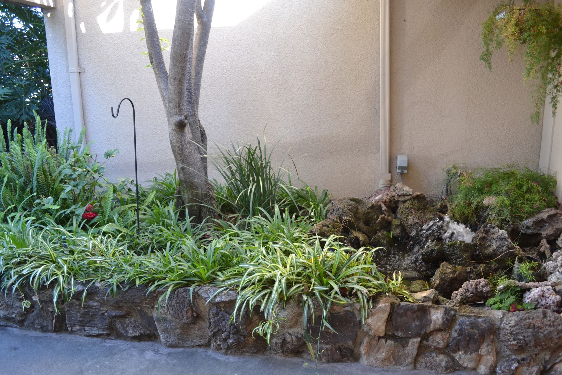 A garden bed with lush green foliage, a tree trunk, and a stacked rock retaining wall against a tan wall.