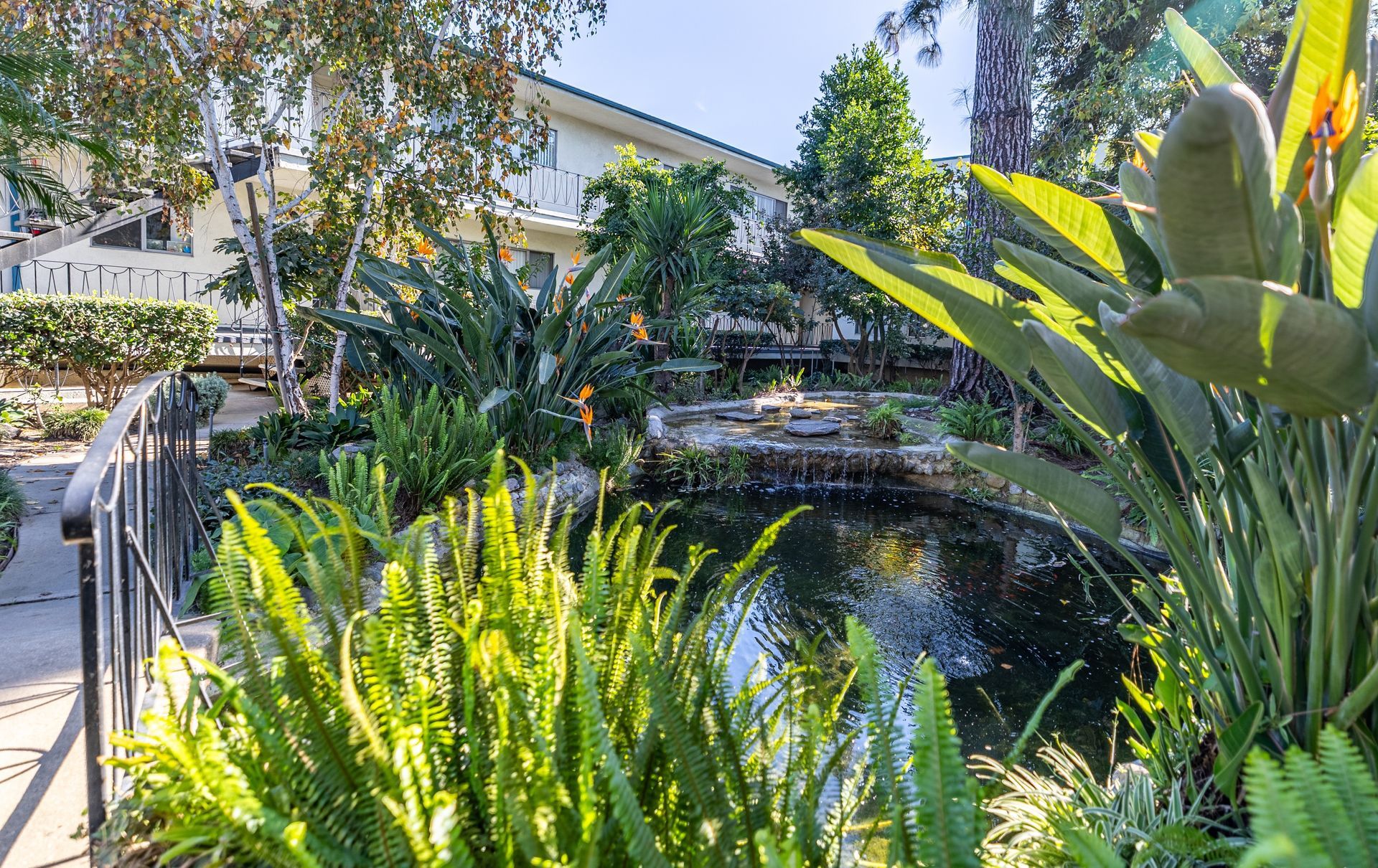 A lush garden pond with vibrant green ferns and large tropical leaves in the foreground, near an apartment building.