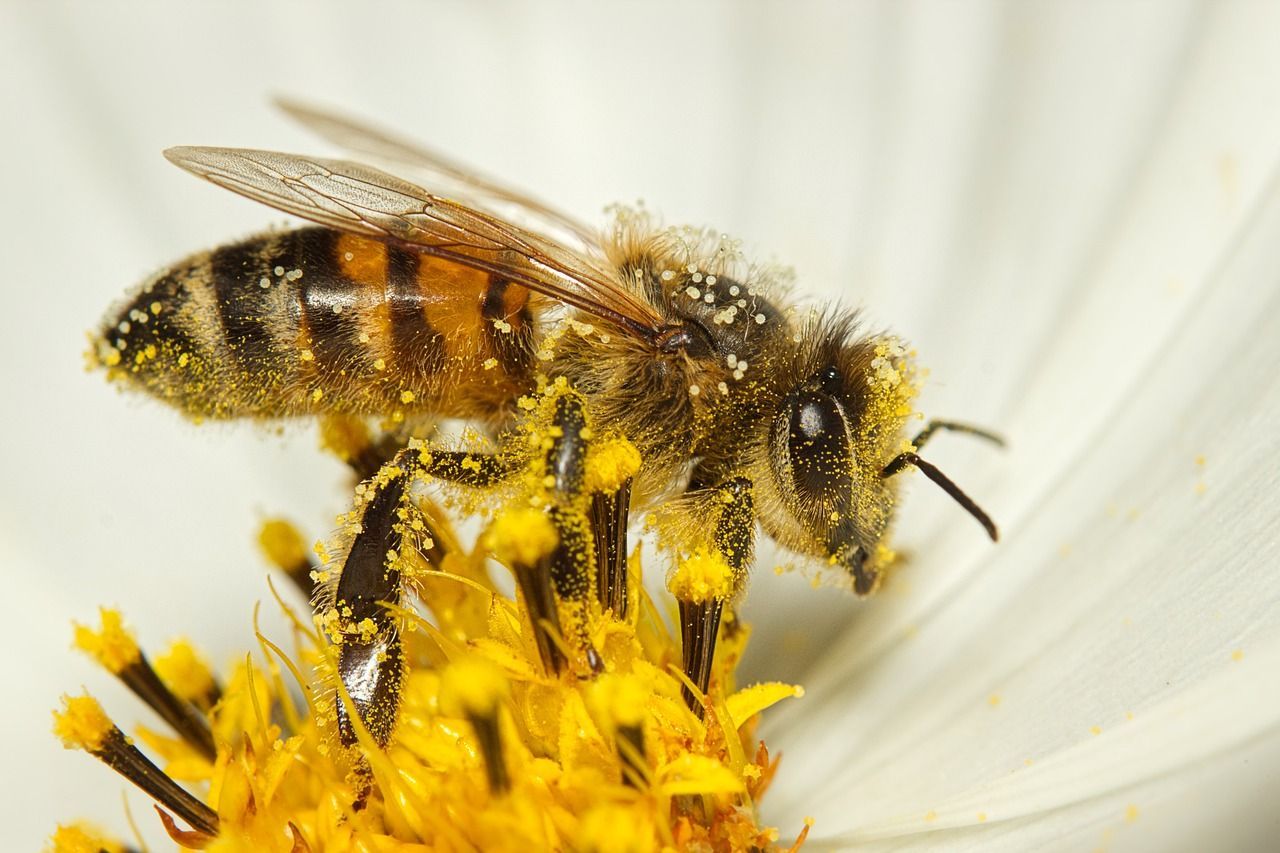 Bee with pollen on its body atop a flower