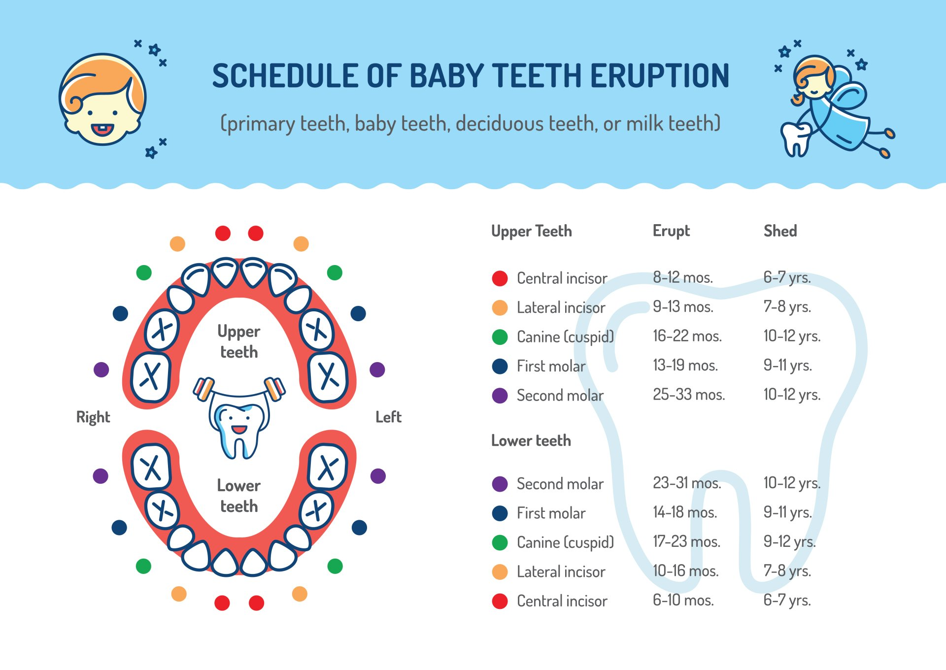 Schedule of baby teeth | chart of baby teeth and when they erupt |  child dentist near you | Almaguin Family Dental | Dentist in South River, Ontario