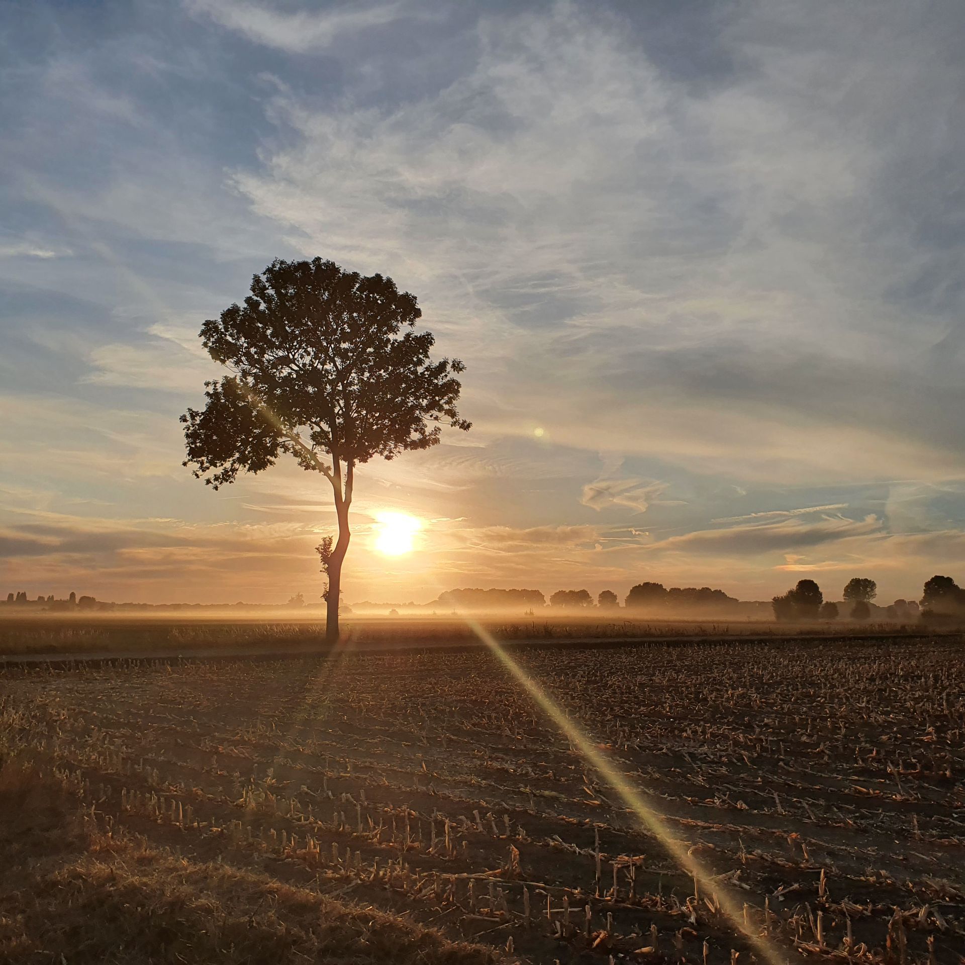 De zon gaat onder achter een boom in een veld