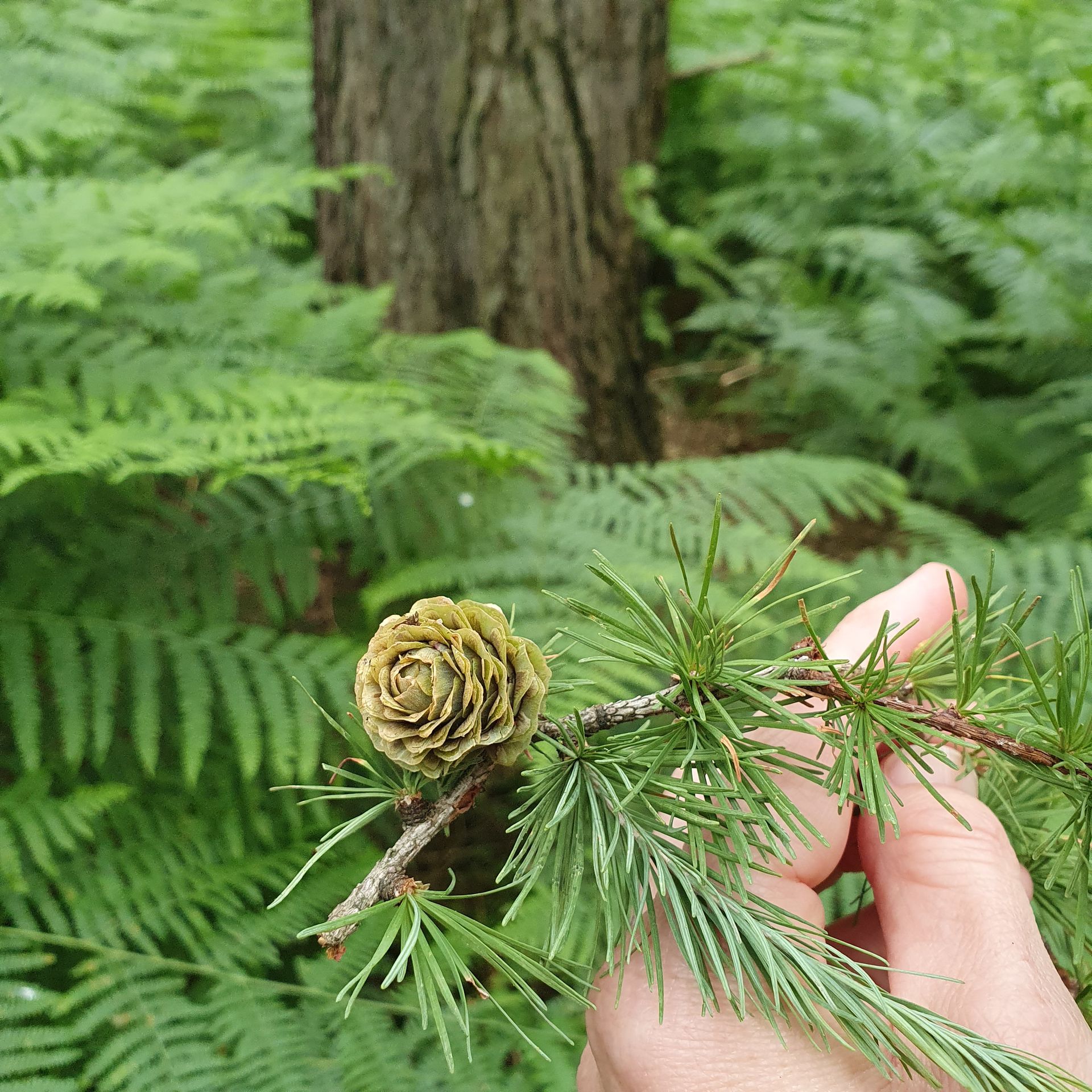 Iemand houdt een dennenappel vast op een tak in het bos.