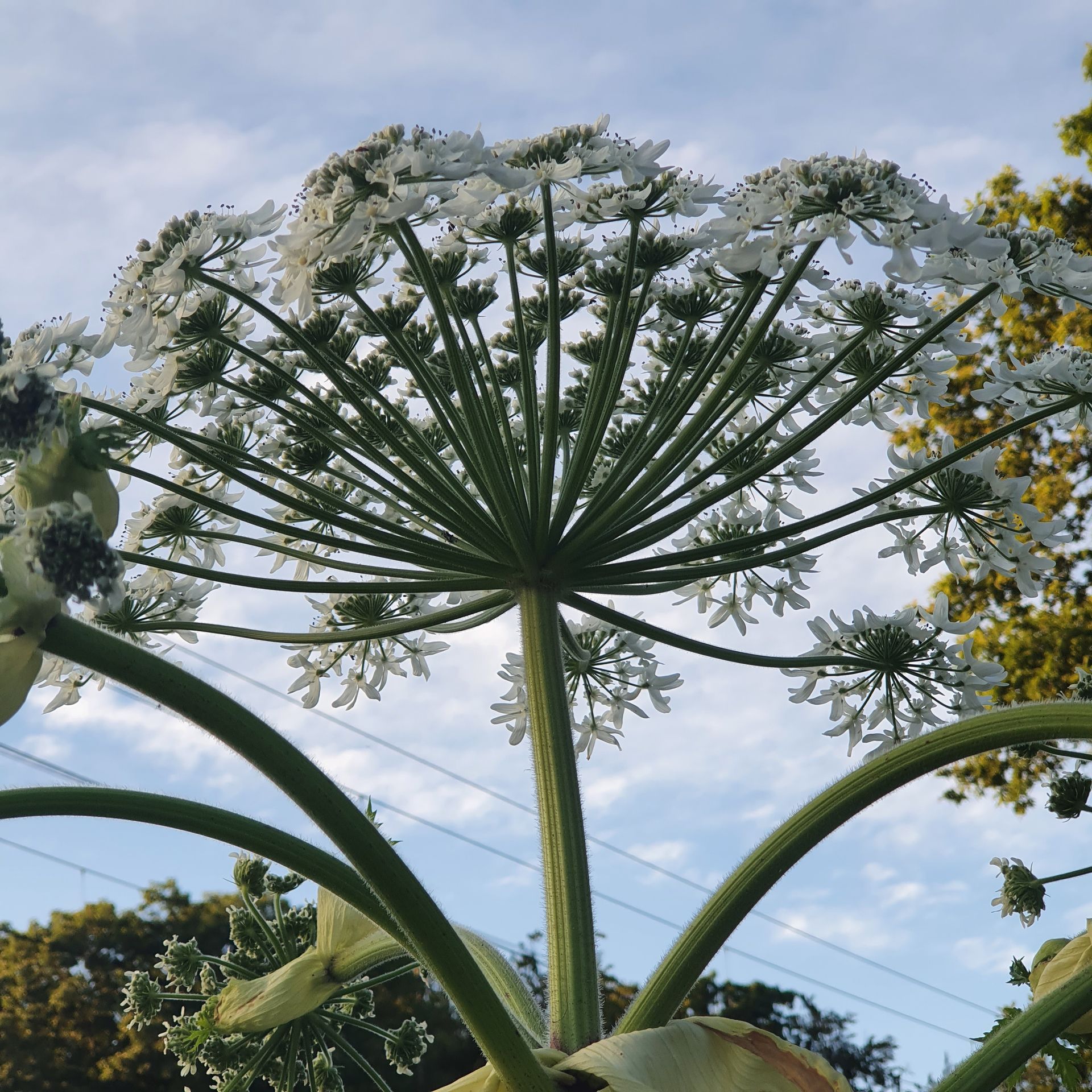 Een plant met een tros witte bloemen erop